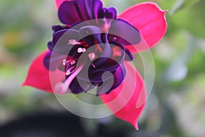 The Fuschia Flower