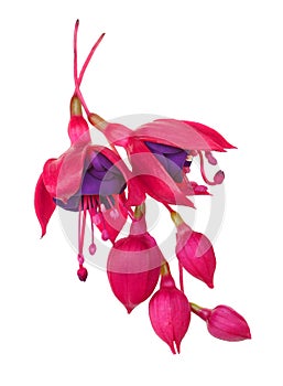 Fuschia Flower (fuschia hybrida)