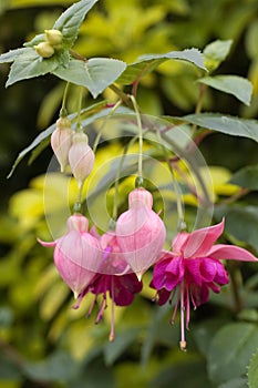 Fuschia flowers photo