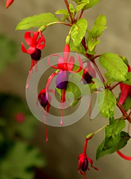 Fuschia Flowers in an Urban Garden Setting