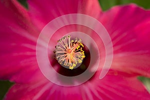 Fuschia Hibiscus Flower Close Up photo