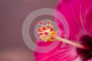 Fuschia Hibiscus Flower Close Up photo