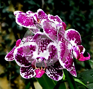 A Fuschia Purple Orchid Flower Blooming