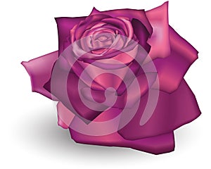 Fuschia Rose