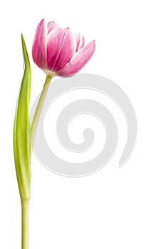 Fuschia Tulip