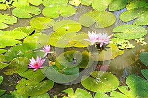 Fuschia water lilies