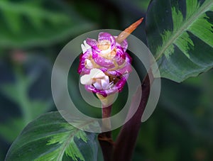 Fuschia and white costus tropical flower