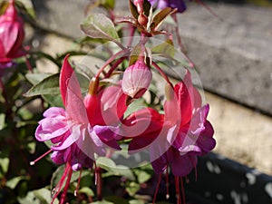 Fuschias in a Lancashire Garden