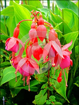 Fuscia beautiful red flowers blossoming macro backgroun wallpaper high quality printables