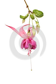 Fuscia flower