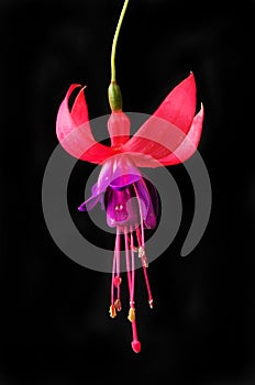 Fuscia flower against black