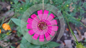 Fuscia flower at center of a photograph