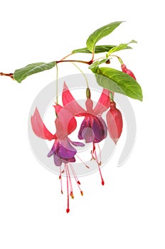 Fuscia flowers and leaves