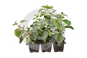 Fuscia plants