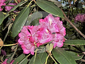 Fuscia Rhododendron Mountain Flower Blooming