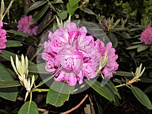 Fuscia Rhododendron Mountain Flower Blooming