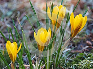 Fuscotinctus crocus or Crocus chrysanthus