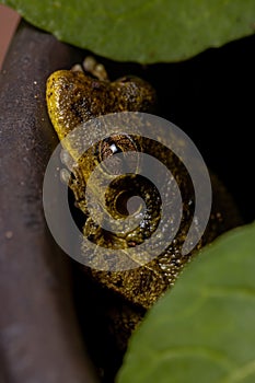 Fuscous-blotched Snouted Tree Frog