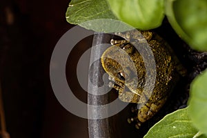 Fuscous-blotched Snouted Tree Frog