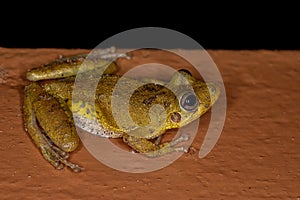 Fuscous-blotched Snouted Tree Frog