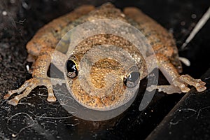 Fuscous-blotched Snouted Tree Frog photo