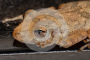 Fuscous-blotched Snouted Tree Frog photo