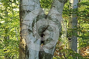 Fused beech trees