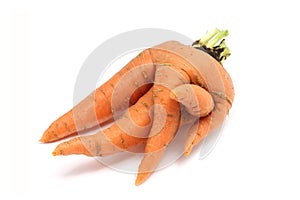 Fused orange carrot photo