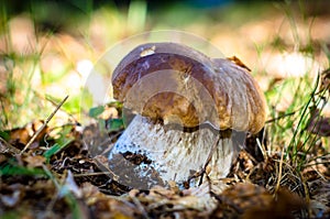 Fused porcini mushrooms in the coniferous forest