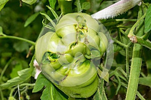 Fused tomato-freak growing in a greenhouse