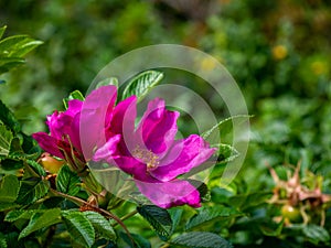 Fushia colored peony with a yellow center in a springtime garden