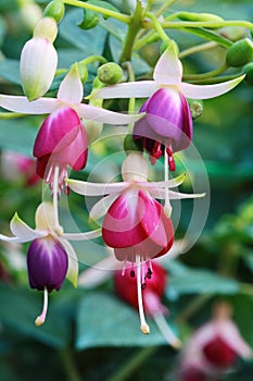 Fushia flowers
