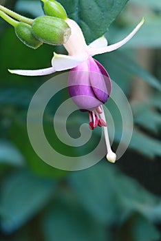 Fushia flowers