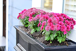 Fushia flowers next to boathouse in Victoria, British Columbia