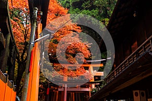 Fushimi Inari shrine in autumn, Kyoto