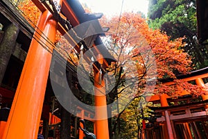 Fushimi Inari shrine with autumn leaf, Kyoto