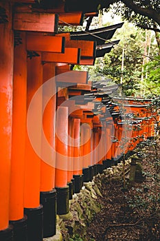 Fushimi inari shrine in kyoto