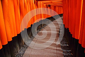 Fushimi Inari-Taisha photo