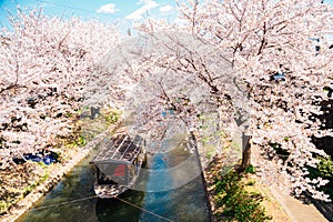 Fushimi Jikkokubune Boat Cruise with spring cherry blossoms in Kyoto, Japan