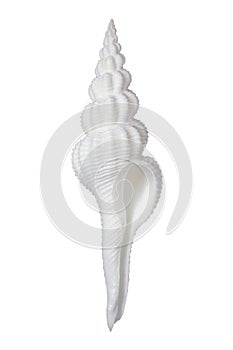 Fusinus Spiral Shell