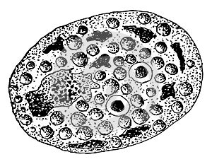 Fusion of Egg and Sperm-nuclei of Cyclospora Cayetanensis, vintage illustration