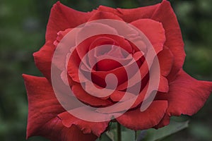 Futura Red Rose photo