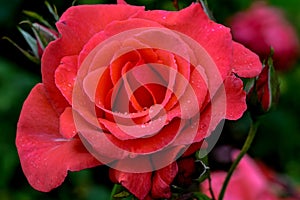 Futura Rose Flower Bud photo
