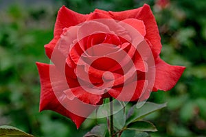 Futura Rose Flower Profile photo