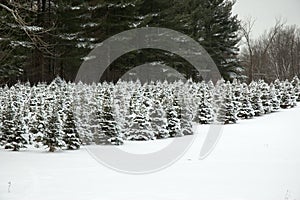 Future Christmas Trees