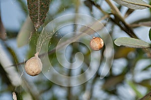 Future generations of Silk Orb Weaver spiders