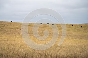 future livestock farming, sustainable agriculture practices on a cow farm in australia in summer