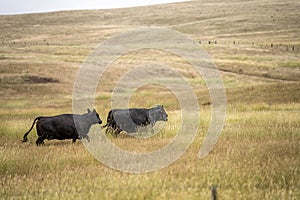 future livestock farming, sustainable agriculture practices on a cow farm in australia in summer