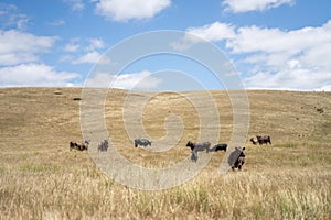 future livestock farming, sustainable agriculture practices on a cow farm in australia in summer