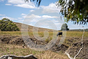 future livestock farming, sustainable agriculture practices on a cow farm in australia in summer